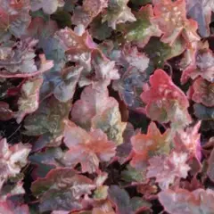 HEUCHERA 'Rachel' - Heuchère