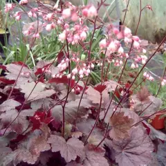 HEUCHERA 'Rachel' - Heuchère