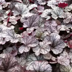 HEUCHERA 'Silver Scrolls'® - Heuchère