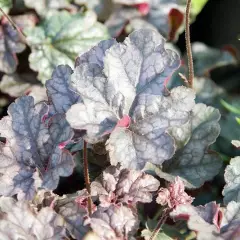 HEUCHERA 'Silver Scrolls'® - Heuchère