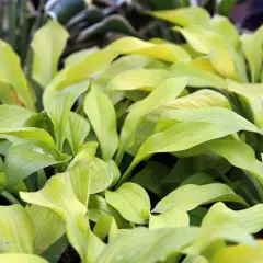 HOSTA 'August Moon'