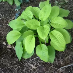 HOSTA 'August Moon'