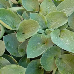 HOSTA 'Big Daddy'