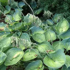 HOSTA 'Big Daddy'