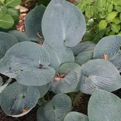 HOSTA 'Big Daddy'