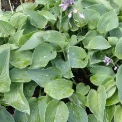 HOSTA 'Blue Cadet'