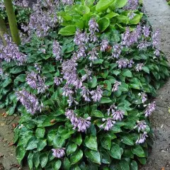 HOSTA 'Blue Cadet'