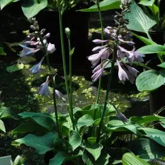 HOSTA 'Blue Cadet'