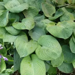 HOSTA 'Blue Umbrellas'