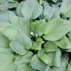 HOSTA fortunei 'Obscura'