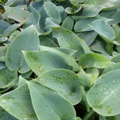 HOSTA tardiana 'Halcyon'