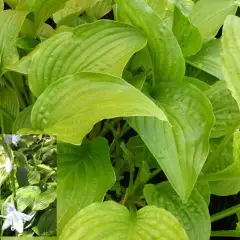 HOSTA 'Royal Standard'