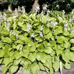 HOSTA 'Royal Standard'