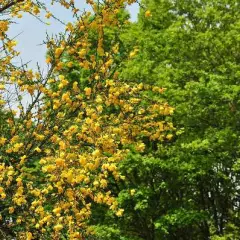 CYTISUS 'Goldfinch' - Genêt 'Goldfinch'