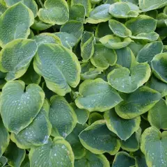 HOSTA sieboldiana 'Frances Williams'