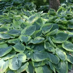 HOSTA sieboldiana 'Frances Williams'