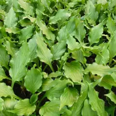 HOSTA ventricosa