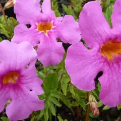 INCARVILLEA delavayi