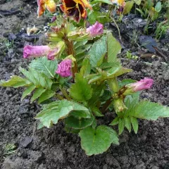 INCARVILLEA delavayi