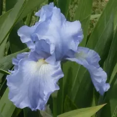 IRIS germanica 'Babbling Brook' - Iris des jardins