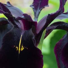 IRIS germanica 'Black Knight' - Iris des jardins
