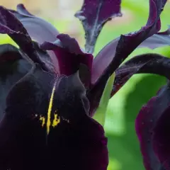 IRIS germanica 'Black Knight' - Iris des jardins