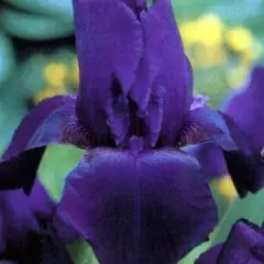 IRIS germanica 'Black Knight' - Iris des jardins