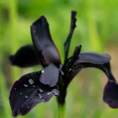 IRIS germanica 'Black Knight' - Iris des jardins