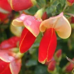 CYTISUS 'Palette' - Genêt 'Palette'