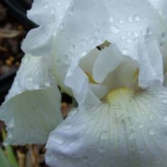 IRIS germanica 'Immortality' - Iris des jardins