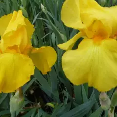 IRIS germanica 'Ola Kala' - Iris des jardins