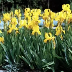 IRIS germanica 'Ola Kala' - Iris des jardins