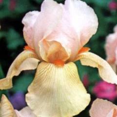 IRIS germanica 'Pink Horizon' - Iris des jardins
