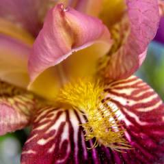 IRIS germanica 'Senlac' - Iris des jardins