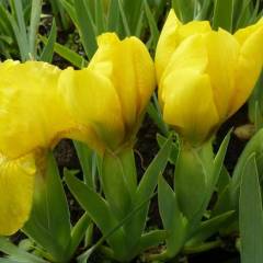 IRIS pumila 'Brassie' - Iris nain des jardins