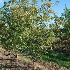 ACER negundo - Erable à feuille de frêne