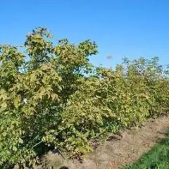 ACER negundo - Erable à feuille de frêne