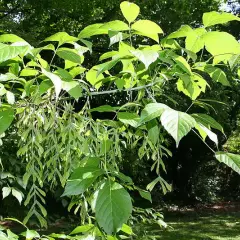 ACER negundo - Erable à feuille de frêne