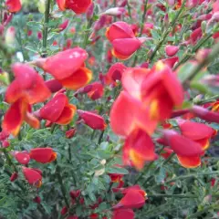 CYTISUS 'Red Wings' - Genêt 'Red wings'