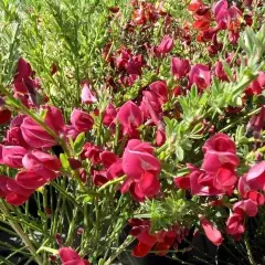 CYTISUS 'Red Wings' - Genêt 'Red wings'