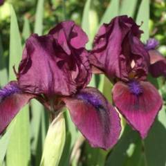 IRIS pumila 'Cherry Garden' - Iris nain des jardins