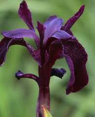 IRIS chrysographes 'Black Form' - Iris des jardin