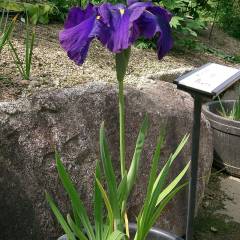 IRIS ensata - Iris du Japon