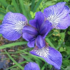 IRIS sibirica 'Blue King' - Iris de Sibérie
