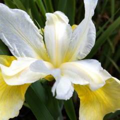 IRIS sibirica 'Butter And Sugar' - Iris de Sibérie