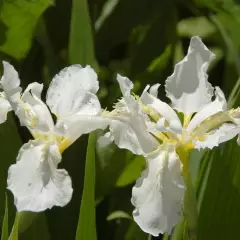 IRIS sibirica 'Snow Queen'