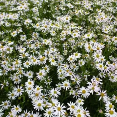 KALIMERIS incisa - Kalimeris incisé, Aster Japonais