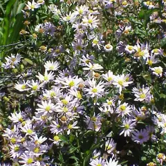 KALIMERIS incisa - Kalimeris incisé, Aster Japonais