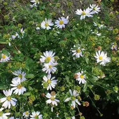 KALIMERIS incisa - Kalimeris incisé, Aster Japonais