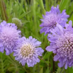 KNAUTIA arvensis - Petite Scabieuse